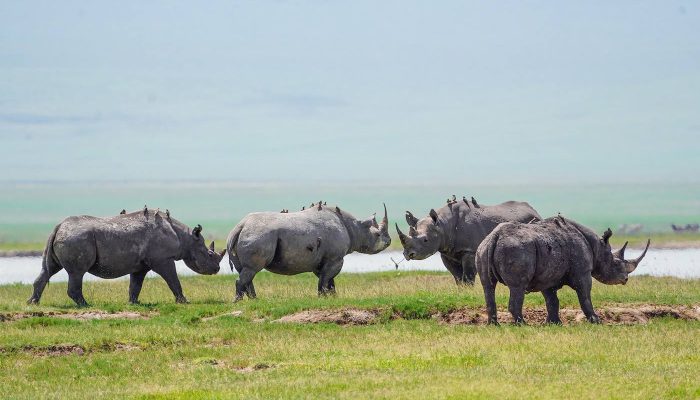 Ngorongoro Crater Rhino
