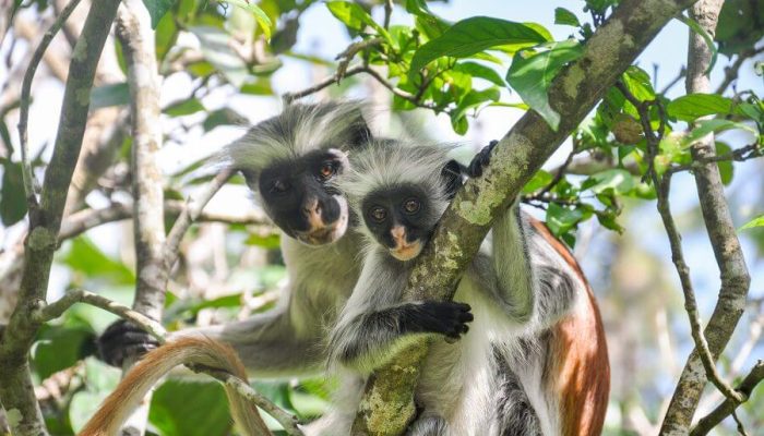 Zanzibar Beach Holiday2