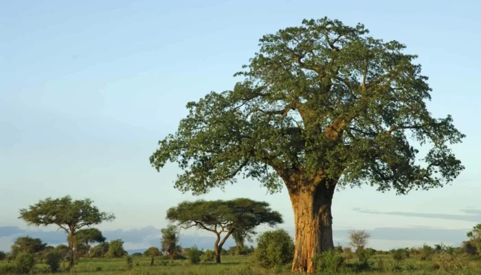 boabab tree in tarangire