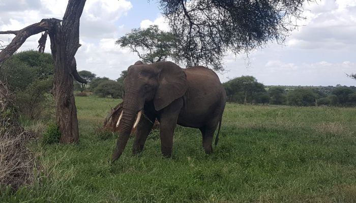 elephant in tarangire national park