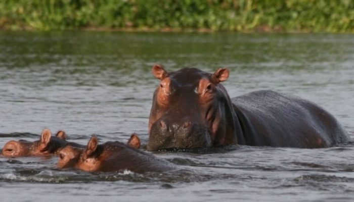 hippo in lake manyara (1)