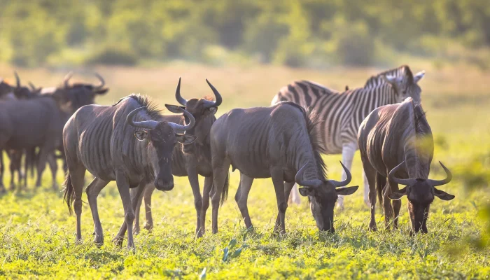 migration safari