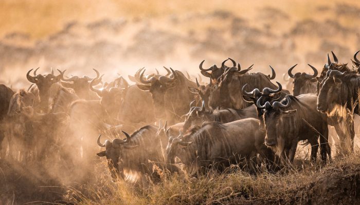 Wildebeest