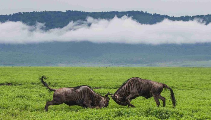ngorongoro crater