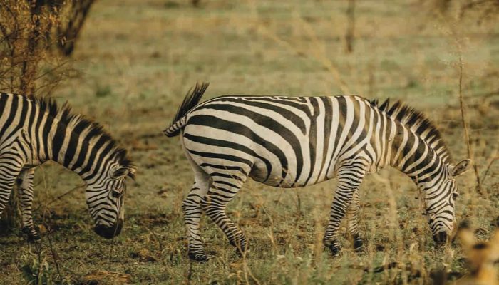 selous game