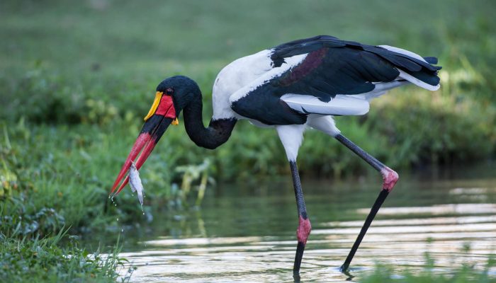 selous national park
