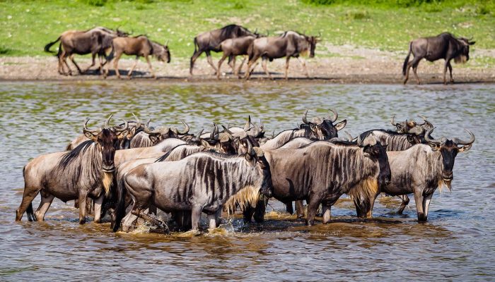 serengeti migration of wildebeest
