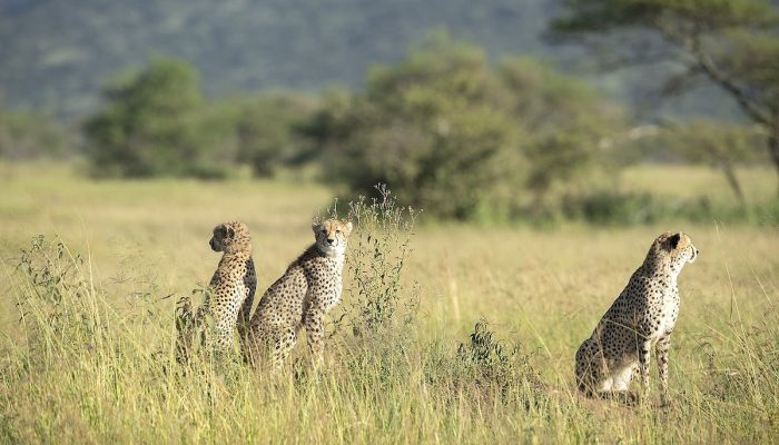 serengeti national park