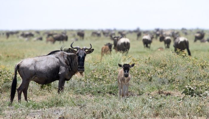 wildebeest in serengeti